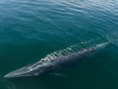 Eden's whale in the Gulf of Thailand
