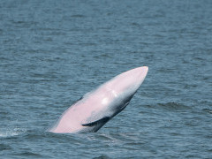 Eden's whale in the Gulf of Thailand