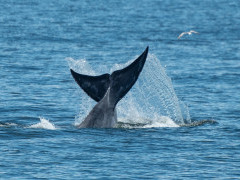 Eden's whale in the Gulf of Thailand