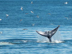 Eden's whale in the Gulf of Thailand
