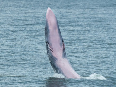 Eden's whale in the Gulf of Thailand