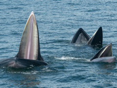 Eden's whale in the Gulf of Thailand