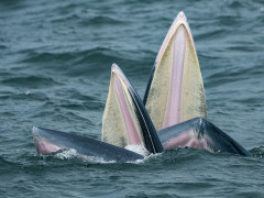 Eden's whale in the Gulf of Thailand