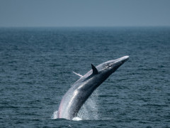 Eden's whale in the Gulf of Thailand