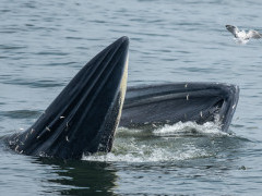 Eden's whale in the Gulf of Thailand