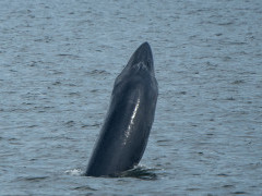 Eden's whale in the Gulf of Thailand