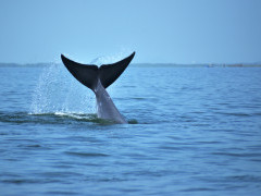 Eden's whale in the Gulf of Thailand