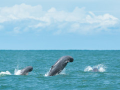 Finless porpoise in the Gulf of Thailand