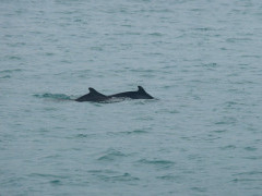Indo-Pacific humpback dolphin in Thailand