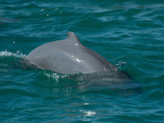 Irrawaddy dolphin in the Gulf of Thailand
