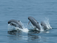 Irrawaddy dolphin in the Gulf of Thailand