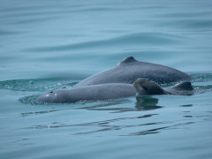 Irrawaddy dolphin in the Gulf of Thailand