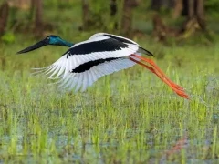 Jabiru stork in Australia