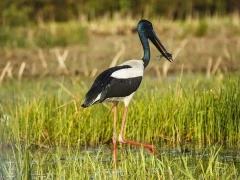 Jabiru stork in Australia.