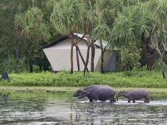 Buffalo in Australia