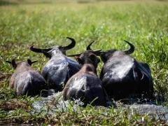 Buffalo in Australia