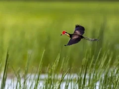 Comb-crested jacana in Australia