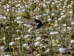 Green pygmy goose in Australia