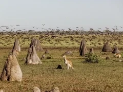 Kangaroo in Australia