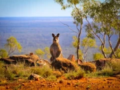 Kangaroo in Australia