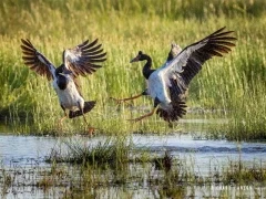 Magpie geese in Australia