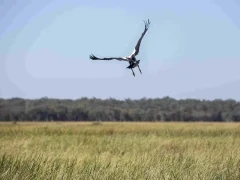 Magpie goose in Australia