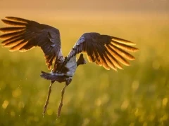 Magpie goose in Australia.