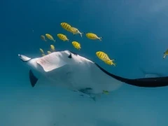 Manta ray & trevally in Australia