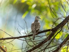 Peaceful dove in the Kimberleys, Australia