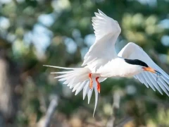 Roseate tern in Australia