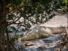Saltwater crocodile in the Berkley River, Australia