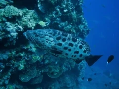 Giant potato cod in the Kimberley, Australia