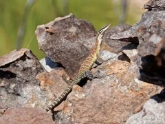 Kimberley rock monitor in Australia