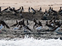 Brown boobies in Lacepede Islands, Australia