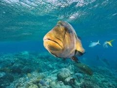 Maori wrasse humphead fish in the Kimberley, Australia