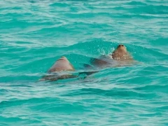 Dugong in Australia