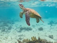Green turtle in Australia