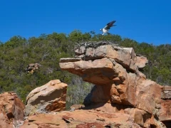 Osprey in the Kimberley, Australia