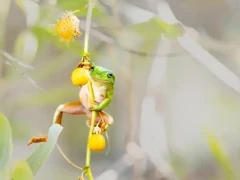 Small green tree frog on hairy nightshade vine in the Kimberley, Australia