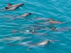 Indo-Pacific bottlenose dolphins in the Kimberley, Australia