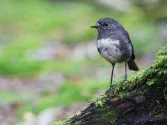 A South Island robin in New Zealand.