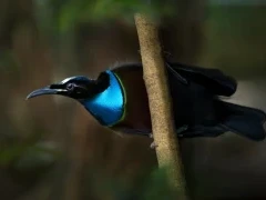 Magnificent riflebird in Papua New Guinea.