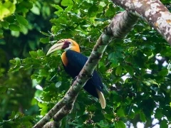 Blyth's hornbill in Papua New Guinea