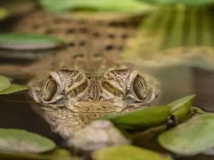 Crocodile in Papua New Guinea