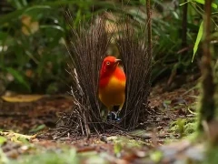 Flame bowerbird in Papua New Guinea