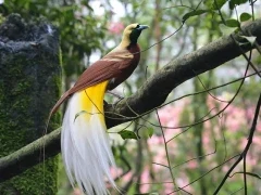 Lesser bird of paradise in Papua New Guinea