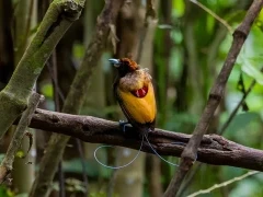 Magnificent bird of paradise in Papua New Guinea