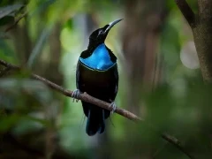 Magnificent riflebird in Papua New Guinea.