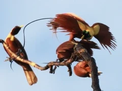 Red bird of paradise in Papua New Guinea.
