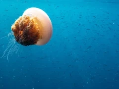 Snorkelling in Papua New Guinea.